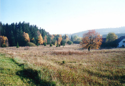 Verbrachtes Grünland